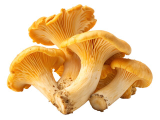 Fresh chanterelle mushrooms