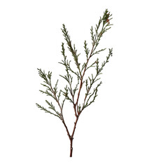 A detailed close-up shot of an evergreen branch showcasing its texture, shape, and natural beauty. Its intricate composition serves as a focal point, inviting exploration of the delicate details.