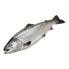 Obraz premium Whole raw salmon fish fresh seafood ingredient for healthy cooking isolated on transparent background