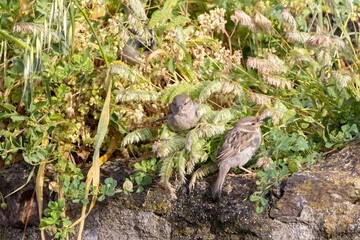 House Sparrows (Passer domesticus) perched on a rock with green and yellow plants in the background. Horizontal close-up, vibrant and natural setting.
