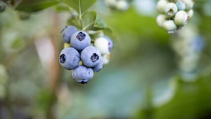 Blueberries growing on a bush