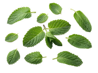 Naklejka premium Collection of Mint Leaves Isolated on White