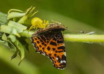 Goldenrod crab spider, misumena vatia spider catch map butterfly on dandelion flower. Yellow animal camouflage, Czech macro wildlife background