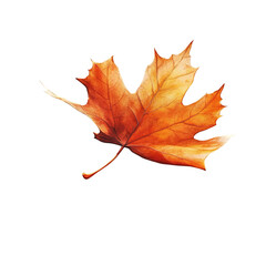 Fototapeta premium Single autumn maple leaf, orange and yellow colors, isolated on white background.