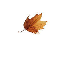 A single, isolated leaf, captured with artistic flair, showcases the delicate intricacies of nature's autumnal transition. The image encapsulates the essence of change and the quiet beauty of fall.