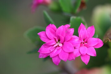 Fototapeta premium Beautiful Flowers Blooming In The Garden, Bodrum Turkey.. Macro Photography.