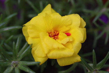 Beautiful Flowers Blooming In The Garden, Bodrum Turkey.. Macro Photography.