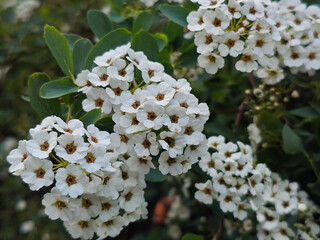 Profusion of Delicate White Spring Flowers