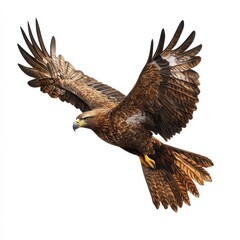Eagle soaring majestic bird illustration on white background on transparent background