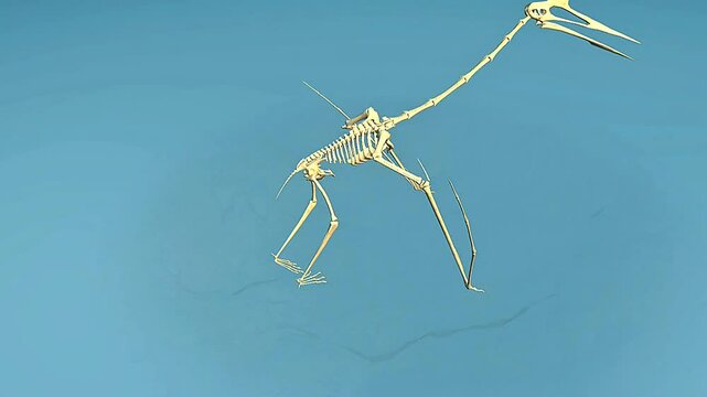 Quetzalcoatlus Reconstruction animation