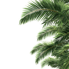 Obraz premium Palm trees branch foliage cut out backgrounds isolated on transparent or white background. A high resolution PNG image of Palm trees branch foliage cut out backgrounds.