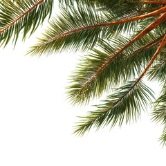 Fototapeta premium Palm trees branch foliage cut out backgrounds isolated on transparent or white background. A high resolution PNG image of Palm trees branch foliage cut out backgrounds.