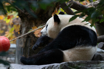 Obraz premium Funny Pose of Fu Bao, Panda Returned from South Korea