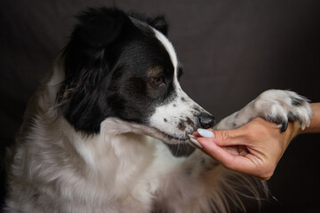 Close-up portrait of a black and white dog