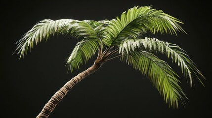 palm tree branch