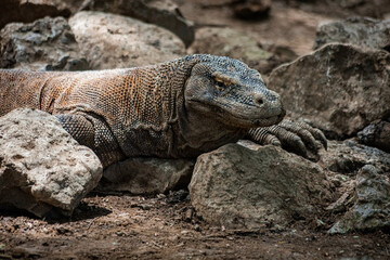 Komodo dragon in Komodo National Park Indonesia