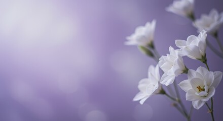 Fototapeta premium Soft Purple Bloom - Delicate white flowers symbolize purity, peace, serenity, new beginnings, and hope. A soft purple background enhances the ethereal beauty