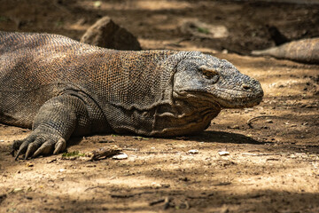 Komodo dragon in Komodo National Park Indonesia