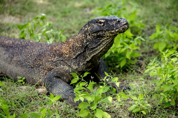 Komodo dragon chilling in the green grass at Komodo island Indonesia
