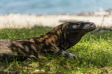 Komodo dragon chilling in the green grass at Komodo island Indonesia