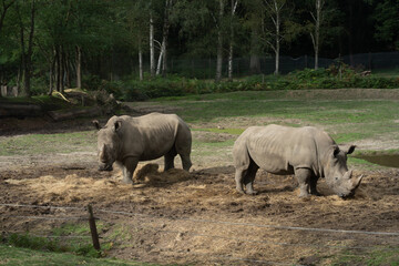 Rhinocéros