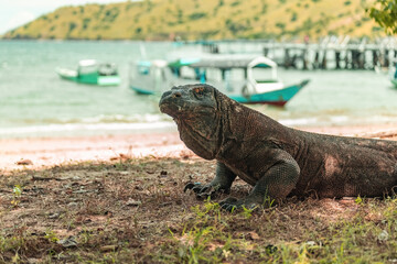 Komodo dragon on the beach against the sea view Indonesia