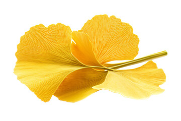 Bright yellow ginkgo leaf with detailed veins isolated on transparency background