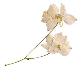 Dried White Delphinium Flower Isolated on Transparent Background. Botanical Pressed Plant for...