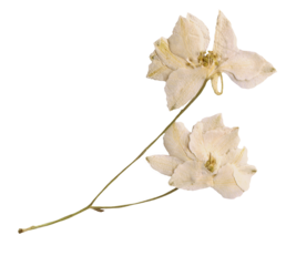 Dried White Delphinium Flower Isolated on Transparent Background. Botanical Pressed Plant for Collage, Journaling, and Scrapbooking