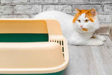 white cat with red head lies near cat litter box. keeping a cat at home. 