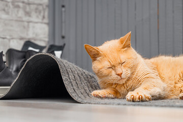 cat sharpening its claws on the doormat. the cat is tearing the rug. the cat is ruining things in...
