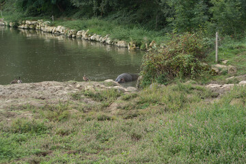 Hippopotame