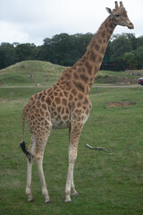 Girafe 