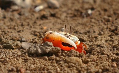 A vivid fiddler crab emerges from the textured sandy environment, showcasing its colorful claw and natural habitat. Ideal composition for coastal wildlife, photography enthusiasts, or conservation