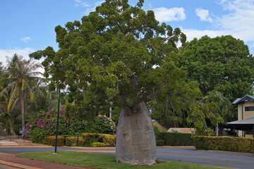 Baobab tree in Broome, Western Australia, Australia
