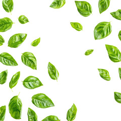 Vertical Shot Of Fresh Basil Leaves  isolated on a transparent background