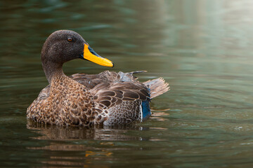 Obraz premium An Egyptian goose splashes in shallow water while cleaning itself; dramatic motion blur and shallow depth of field highlight the lively moment, enhanced by surreal post-processing for dreamlike realis