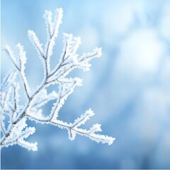 Beautiful glittering ice crystals completely cover the delicate branches of a small tree during a crisp cold winter morning.