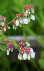 A blueberry bush blooms in the garden in spring