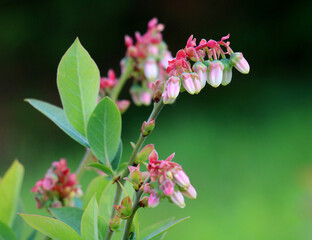 A blueberry bush blooms in the garden in spring