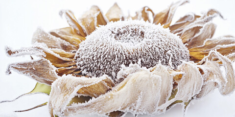Frozen dried sunflower adorned with delicate snowflakes Generative AI