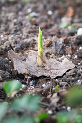 A plant in a garden coming up through a dead oak leaf