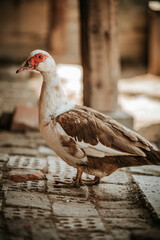 Muscovy duck walking on cobblestone path in warm sunlight