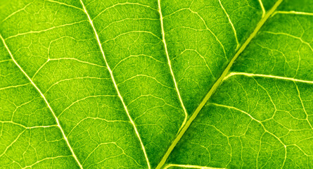 Cell Structure View of Leaf Surface Showing Plant Cells For Education. Leaf in Macro Shot Background. Bright Green Leaves of Plant or Tree With Texture and Pattern Close Up