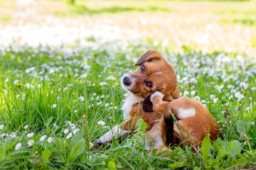 Brown dog playfully scratching itself in a field of flowers