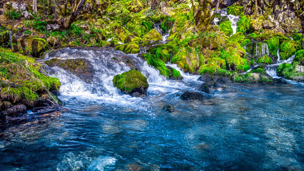 Fototapeta premium Tranquil stream flowing through lush green forest area