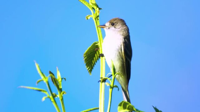 bird