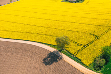 Aerial View of Yellow Rapeseed Field and Path