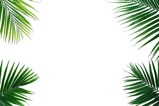 Tropical palm leaves frame
