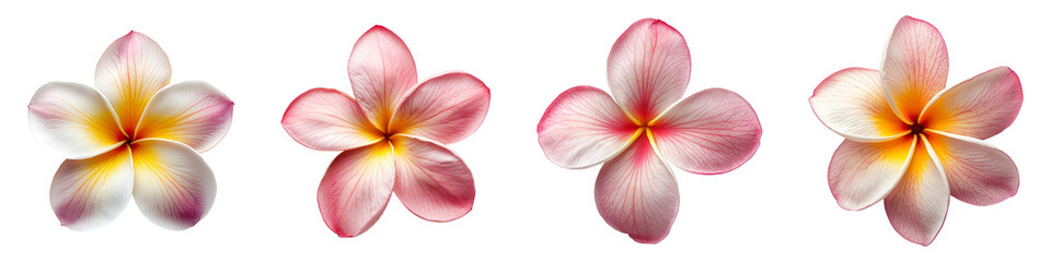Single piece of plumeria collection top view isolated on transparent background